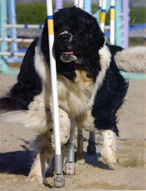 Newfoundland dog doing agility