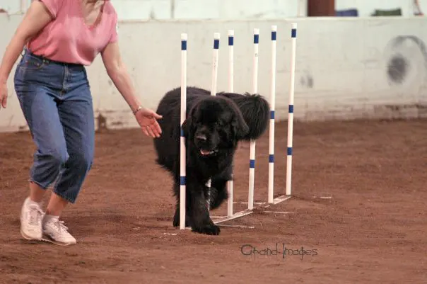 Newfoundland dog doing agillity
