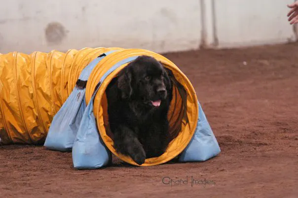 Newfoundland dog doing agillity
