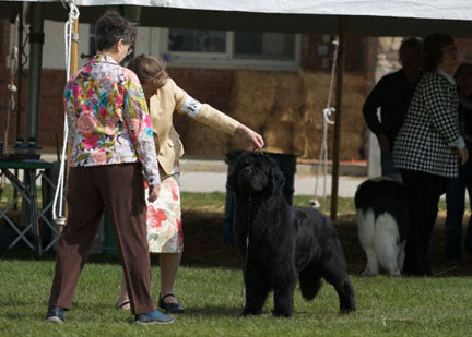 conformation newfoundland dog