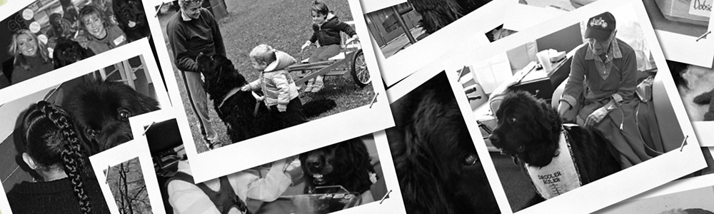 newfoundland dog doing therapy