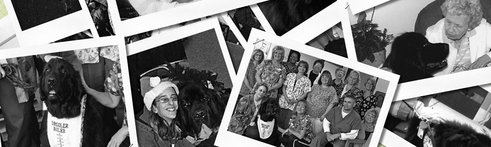 newfoundland dog doing therapy